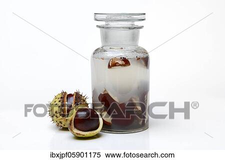 Chestnut, production of chestnut soap with water and crushed horse chestnuts, Germany, Europe View Large Photo Image Stock Photography - Chestnut, production of chestnut soap with water and crushed horse chestnuts, Germany, Europe. Fotosearch
