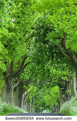 Chestnuts and lime trees in an avenue on the island of Rügen, Putbus, tree, Rügen, Baltic Sea, Mecklenburg-Vorpommern, Germany, Europe View Large Photo Image Picture - Chestnuts and lime trees in an avenue on the island of Rügen, Putbus, tree, Rügen, Baltic Sea, Mecklenburg-Vorpommern, Germany, Europe. Fotosearch