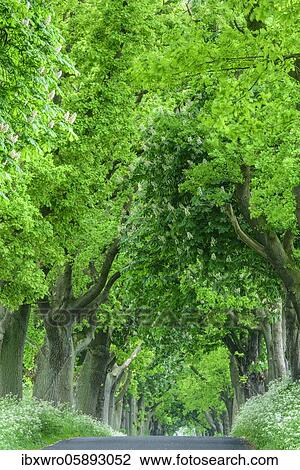 Stock Image - Chestnuts and lime trees in an avenue on the island of Rügen, Putbus, tree, Rügen, Baltic Sea, Mecklenburg-Vorpommern, Germany, Europe. Fotosearch