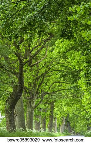 Chestnuts and lime trees in an avenue on the island of Rügen, Putbus, tree, Rügen, Baltic Sea, Mecklenburg-Vorpommern, Germany, Europe View Large Photo Image Stock Photo - Chestnuts and lime trees in an avenue on the island of Rügen, Putbus, tree, Rügen, Baltic Sea, Mecklenburg-Vorpommern, Germany, Europe. Fotosearch