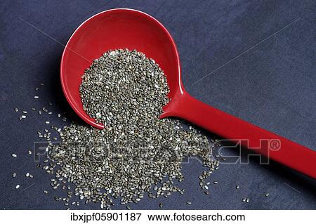 Chia, Chia seeds in Kelle, Germany, Europe View Large Photo Image Stock Photo - Chia, Chia seeds in Kelle, Germany, Europe. Fotosearch