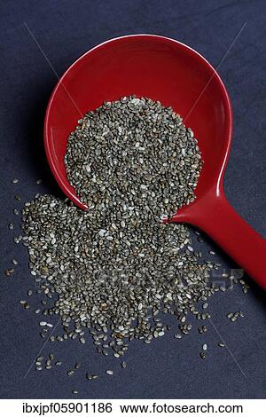 Chia, Chia seeds in Kelle, Germany, Europe View Large Photo Image Stock Photograph - Chia, Chia seeds in Kelle, Germany, Europe. Fotosearch