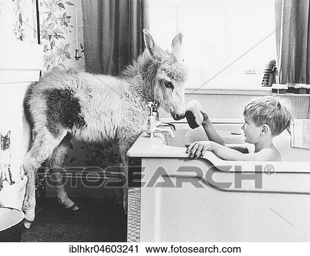 Stock Image - Child baths in bath tub with donkey standing in the bathroom, England, Great Britain. Fotosearch
