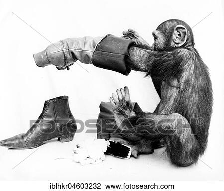 Chimpanzee cleans shoes, England, Great Britain View Large Photo Image Stock Image - Chimpanzee cleans shoes, England, Great Britain. Fotosearch