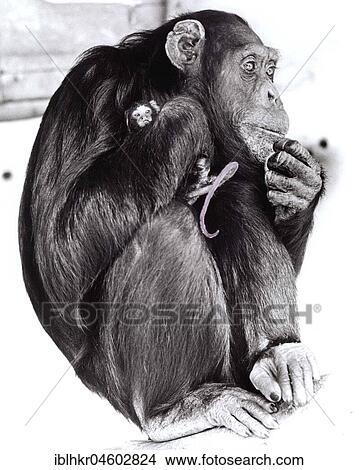 Chimpanzee holding little monkeys in his arms, England, Great Britain View Large Photo Image Picture - Chimpanzee holding little monkeys in his arms, England, Great Britain. Fotosearch