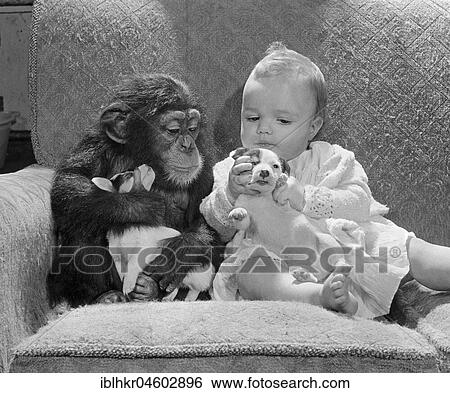 Stock Photograph - Chimpanzee with baby and Jack Russell puppies, England, Great Britain. Fotosearch