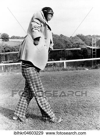 Chimpanzee with man in human clothes, England, Great Britain View Large Photo Image Stock Photo - Chimpanzee with man in human clothes, England, Great Britain. Fotosearch