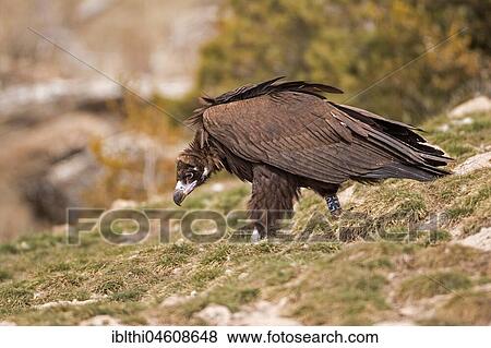 Cinereous vultures (Aegypius monachus), Catalan Alps, Spain, Europe View Large Photo Image Stock Photo - Cinereous vultures (Aegypius monachus), Catalan Alps, Spain, Europe. Fotosearch