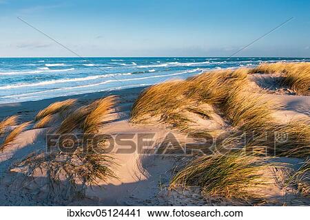 Clear winter day at the Baltic Sea, dunes with beach grass, Darß peninsula, Fischland-Darß-Zingst, National Park Vorpommersche Boddenlandschaft, Mecklenburg-Vorpommern, Germany, Europe View Large Photo Image Stock Image - Clear winter day at the Baltic Sea, dunes with beach grass, Darß peninsula, Fischland-Darß-Zingst, National Park Vorpommersche Boddenlandschaft, Mecklenburg-Vorpommern, Germany, Europe. Fotosearch