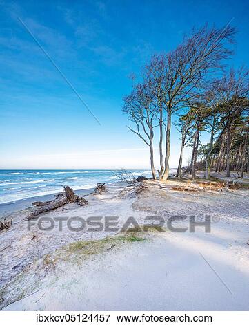 Clear winter day at the beach of the Baltic Sea, western beach with coastal forest, Darß peninsula, Fischland-Darß-Zingst, National Park Vorpommersche Boddenlandschaft, Mecklenburg-Vorpommern, Germany, Europe View Large Photo Image Stock Photo - Clear winter day at the beach of the Baltic Sea, western beach with coastal forest, Darß peninsula, Fischland-Darß-Zingst, National Park Vorpommersche Boddenlandschaft, Mecklenburg-Vorpommern, Germany, Europe. Fotosearch