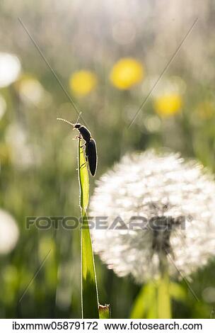 Stock Image - Click beetle ( Elateridae) on a blade of grass, Perlacher Forst, Upper Bavaria, Bavaria, Germany, Europe. Fotosearch