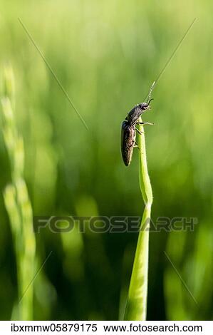 Stock Photography - Click beetle ( Elateridae) on a blade of grass, Perlacher Forst, Upper Bavaria, Bavaria, Germany, Europe. Fotosearch