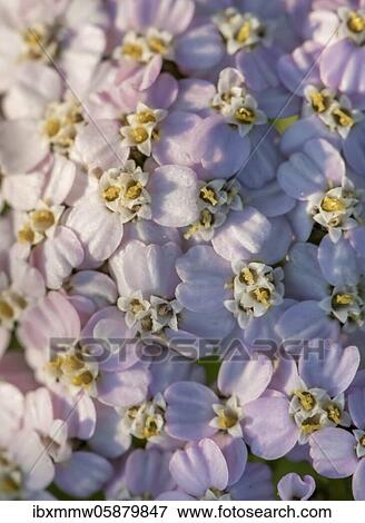Stock Photo - Close-up flower, yarrow (rosa), Bavaria, Germany, Europe. Fotosearch