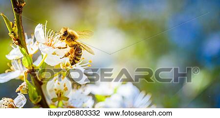 Close-up of a honey bee collecting nectar and pollen on the white flowers of a cherry tree, Austria, Europe View Large Photo Image Stock Image - Close-up of a honey bee collecting nectar and pollen on the white flowers of a cherry tree, Austria, Europe. Fotosearch