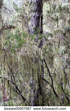 Cloud forest with hanging lichens, Barranco Madre del Agua, Orotava Valley, Tenerife, Canary Islands, Spain, Europe View Large Photo Image Stock Photo - Cloud forest with hanging lichens, Barranco Madre del Agua, Orotava Valley, Tenerife, Canary Islands, Spain, Europe. Fotosearch