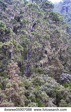 Stock Photo - Cloud forest with hanging lichens, Barranco Madre del Agua, Orotava Valley, Tenerife, Canary Islands, Spain, Europe. Fotosearch