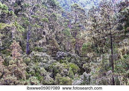 Stock Photo - Cloud forest with hanging lichens, Barranco Madre del Agua, Orotava Valley, Tenerife, Canary Islands, Spain, Europe. Fotosearch