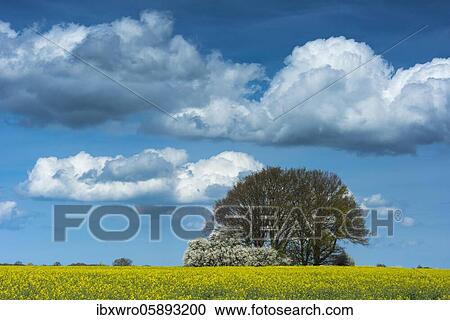 Clouds over field with flowering Rape ( Braßica napus) on Rügen, agriculture, mountains, Mecklenburg-Vorpommern, Germany, Europe View Large Photo Image Stock Image - Clouds over field with flowering Rape ( Braßica napus) on Rügen, agriculture, mountains, Mecklenburg-Vorpommern, Germany, Europe. Fotosearch