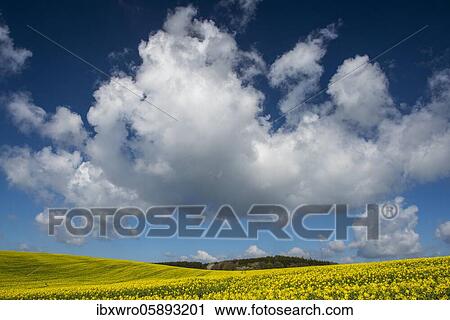 Clouds over field with flowering Rape ( Braßica napus) on Rügen, agriculture, mountains, Mecklenburg-Vorpommern, Germany, Europe View Large Photo Image Stock Image - Clouds over field with flowering Rape ( Braßica napus) on Rügen, agriculture, mountains, Mecklenburg-Vorpommern, Germany, Europe. Fotosearch