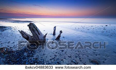 Stock Image - Coastal erosion, tree stump, remains of an uncovered tree on the beach of the Baltic Sea at dusk, near Graal-Müritz, Mecklenburg-Vorpommern, Germany, Europe. Fotosearch