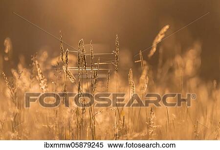 Stock Photography - Cobweb in high grass, flowering meadow, clearing, Perlacher Forst, Munich, Upper Bavaria, Bavaria, Germany, Europe. Fotosearch