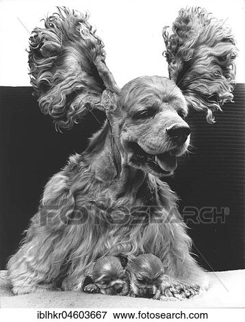 Cocker Spaniel with two puppies, England, Great Britain View Large Photo Image Stock Photo - Cocker Spaniel with two puppies, England, Great Britain. Fotosearch