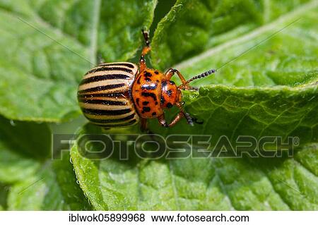 Colorado potato beetle (Leptinotarsa decemlineata), Bulgaria, Europe View Large Photo Image Stock Photo - Colorado potato beetle (Leptinotarsa decemlineata), Bulgaria, Europe. Fotosearch