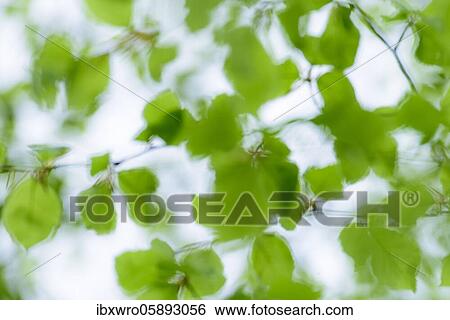 Colour and form play with fresh beech leaves in spring, Oldenburger Münsterland, Damme, Lower Saxony, Germany, Europe View Large Photo Image Stock Photograph - Colour and form play with fresh beech leaves in spring, Oldenburger Münsterland, Damme, Lower Saxony, Germany, Europe. Fotosearch
