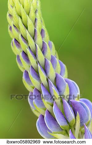 Stock Photo - Coloured flower of a Lupin ( Lupinus) Flower, Oldenburger Münsterland, Vechta, Lower Saxony, Germany, Europe. Fotosearch