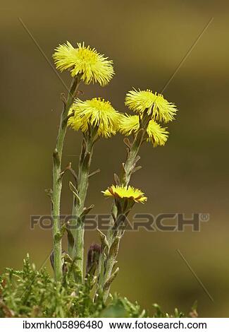 Coltsfoot (Tussilago farfara) Hesse, Germany, Europe View Large Photo Image Stock Image - Coltsfoot (Tussilago farfara) Hesse, Germany, Europe. Fotosearch