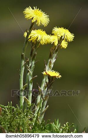 Stock Photo - Coltsfoot (Tussilago farfara) Hesse, Germany, Europe. Fotosearch
