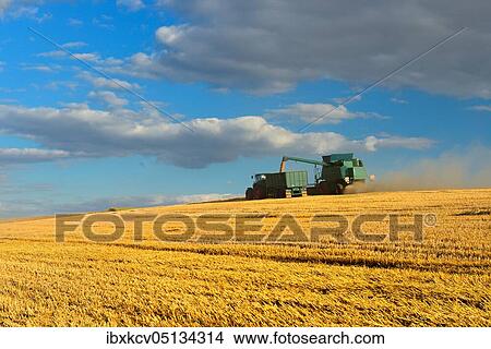 Combine harvester in cornfield harvests Barley (Hordeum vulgare), grain is unloaded onto tractor trailer, field under blue sky with cumulus clouds, Saalekreis, Saxony-Anhalt, Germany, Europe View Large Photo Image Picture - Combine harvester in cornfield harvests Barley (Hordeum vulgare), grain is unloaded onto tractor trailer, field under blue sky with cumulus clouds, Saalekreis, Saxony-Anhalt, Germany, Europe. Fotosearch