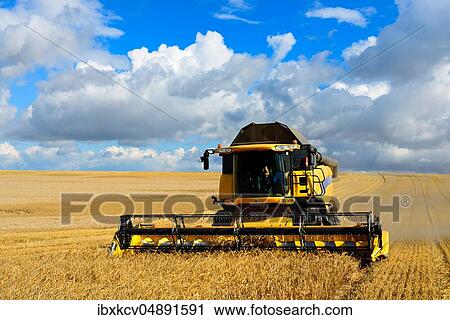 Combine harvests barley, endless cornfield, blue sky with cumulus clouds, Saalekreis, Germany (Sachsen-Anhalt) View Large Photo Image Stock Image - Combine harvests barley, endless cornfield, blue sky with cumulus clouds, Saalekreis, Germany (Sachsen-Anhalt). Fotosearch