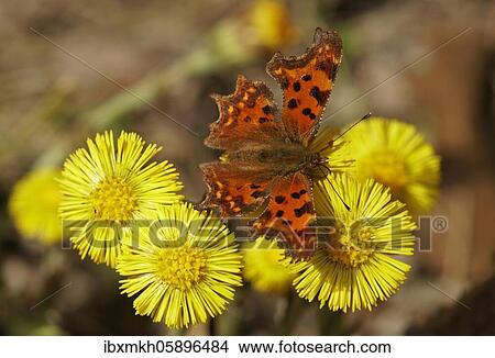 Comma (Polygonia C-album) at Coltsfoot (Tussilago farfara) Hesse, Germany, Europe View Large Photo Image Picture - Comma (Polygonia C-album) at Coltsfoot (Tussilago farfara) Hesse, Germany, Europe. Fotosearch