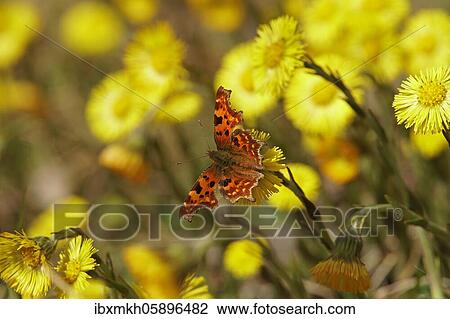 Comma (Polygonia C-album) at Coltsfoot (Tussilago farfara) Hesse, Germany, Europe View Large Photo Image Stock Image - Comma (Polygonia C-album) at Coltsfoot (Tussilago farfara) Hesse, Germany, Europe. Fotosearch