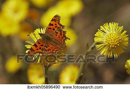 Comma (Polygonia C-album) at Coltsfoot (Tussilago farfara) Hesse, Germany, Europe View Large Photo Image Stock Image - Comma (Polygonia C-album) at Coltsfoot (Tussilago farfara) Hesse, Germany, Europe. Fotosearch