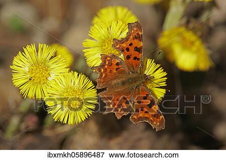 Comma (Polygonia C-album) at Coltsfoot (Tussilago farfara) Hesse, Germany, Europe View Large Photo Image Stock Photo - Comma (Polygonia C-album) at Coltsfoot (Tussilago farfara) Hesse, Germany, Europe. Fotosearch