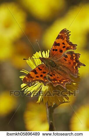 Comma (Polygonia C-album) at Coltsfoot (Tussilago farfara) Hesse, Germany, Europe View Large Photo Image Stock Photo - Comma (Polygonia C-album) at Coltsfoot (Tussilago farfara) Hesse, Germany, Europe. Fotosearch