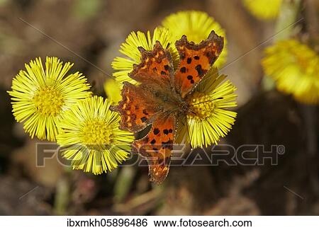 Comma (Polygonia C-album) at Coltsfoot (Tussilago farfara) Hesse, Germany, Europe View Large Photo Image Stock Photograph - Comma (Polygonia C-album) at Coltsfoot (Tussilago farfara) Hesse, Germany, Europe. Fotosearch