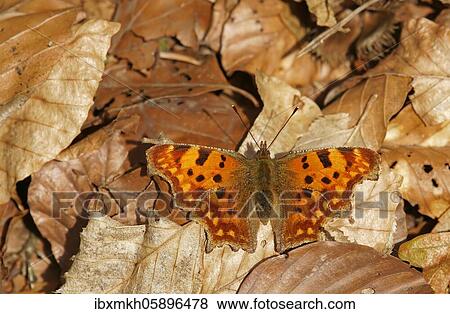 Comma (Polygonia C-album) on the forest floor, Hesse, Germany, Europe View Large Photo Image Stock Photo - Comma (Polygonia C-album) on the forest floor, Hesse, Germany, Europe. Fotosearch