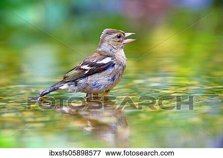Stock Photo - Common chaffinch (Fringilla coelebs) Female bathes in shallow water, Solms, Hesse. Fotosearch