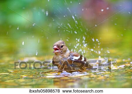 Stock Photo - Common chaffinch (Fringilla coelebs) Female bathes in shallow water, Solms, Hesse. Fotosearch