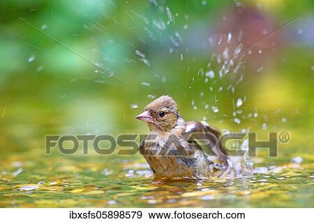 Common chaffinch (Fringilla coelebs) Female bathes in shallow water, Solms, Hesse View Large Photo Image Stock Photo - Common chaffinch (Fringilla coelebs) Female bathes in shallow water, Solms, Hesse. Fotosearch