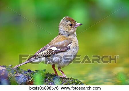 Common chaffinch (Fringilla coelebs) Female, Solms, Hesse View Large Photo Image Stock Photograph - Common chaffinch (Fringilla coelebs) Female, Solms, Hesse. Fotosearch