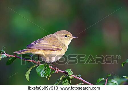 Common chiffchaff or (Phylloscopus collybita) Solms, Hesse View Large Photo Image Stock Image - Common chiffchaff or (Phylloscopus collybita) Solms, Hesse. Fotosearch
