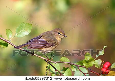 Common chiffchaff or (Phylloscopus collybita) Solms, Hesse View Large Photo Image Stock Image - Common chiffchaff or (Phylloscopus collybita) Solms, Hesse. Fotosearch