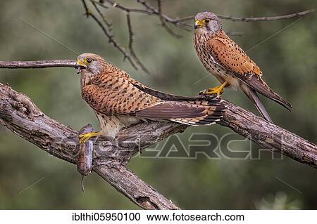 Common Common Kestrel (Falco tinnunculus) Pair with a hunted mouse, Biosphere Reserve Mittelelbe, Saxony-Anhalt, Germany, Europe View Large Photo Image Stock Image - Common Common Kestrel (Falco tinnunculus) Pair with a hunted mouse, Biosphere Reserve Mittelelbe, Saxony-Anhalt, Germany, Europe. Fotosearch
