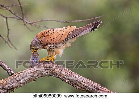 Stock Photo - Common Common Kestrel (Falco tinnunculus) male with hunted mouse, Biosphere Reserve Mittelelbe, Saxony-Anhalt, Germany, Europe. Fotosearch
