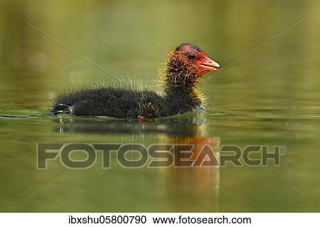 Stock Image - Common coot ( Fulica atra) Chicks swimming in water, Lake Lucerne, Canton Lucerne, Switzerland, Europe. Fotosearch