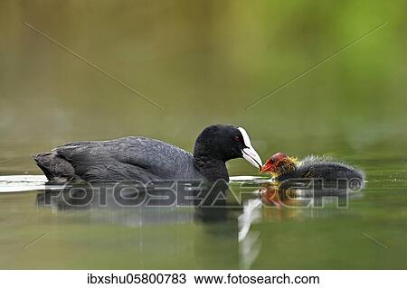 Stock Image - Common coot ( Fulica atra) Old animal, feeding a chick, Lake Lucerne, Canton Lucerne, Switzerland, Europe. Fotosearch